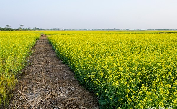 
Cánh đồng hoa cải vàng ở miền quê lúa Thái Bình. (Ảnh: Internet)